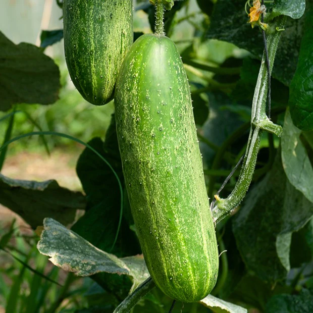 Gurke ‘Le Généreux’