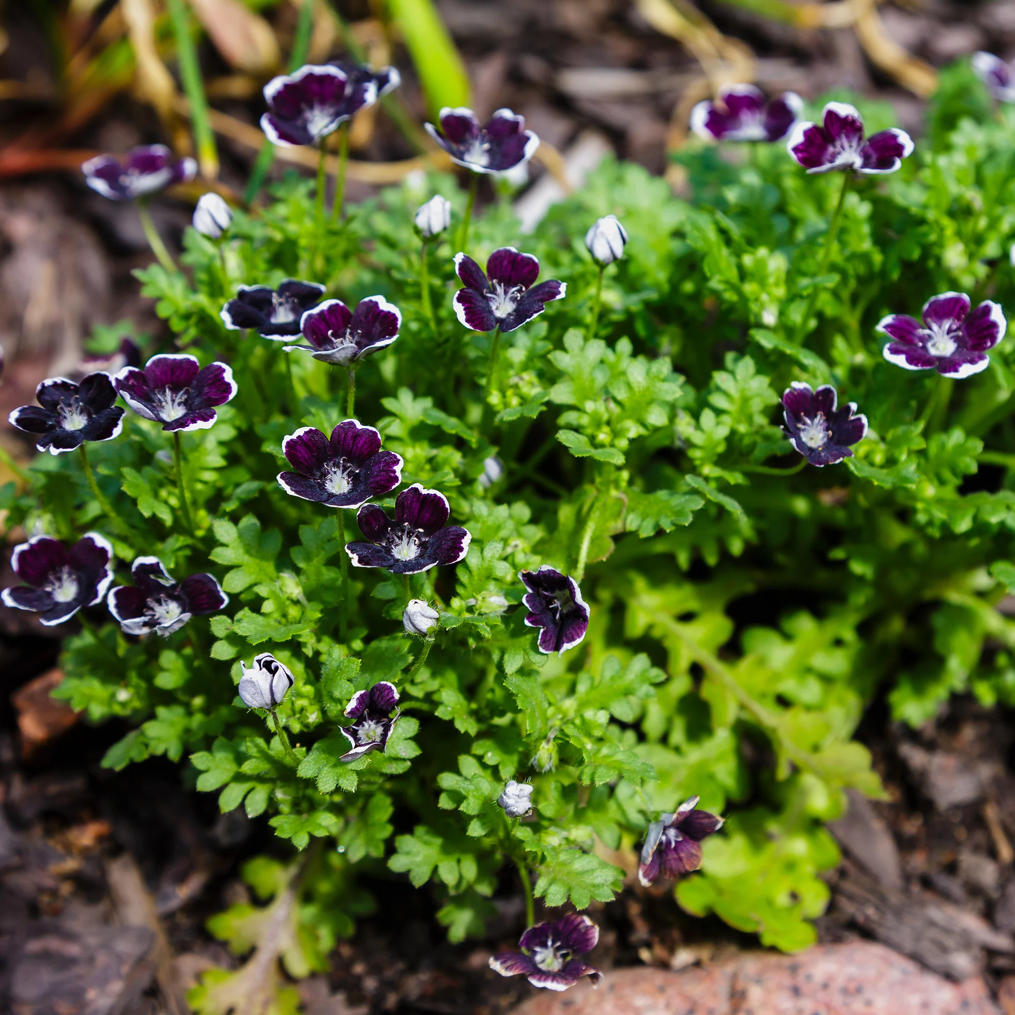 Hainblume Penny Black - Image 2