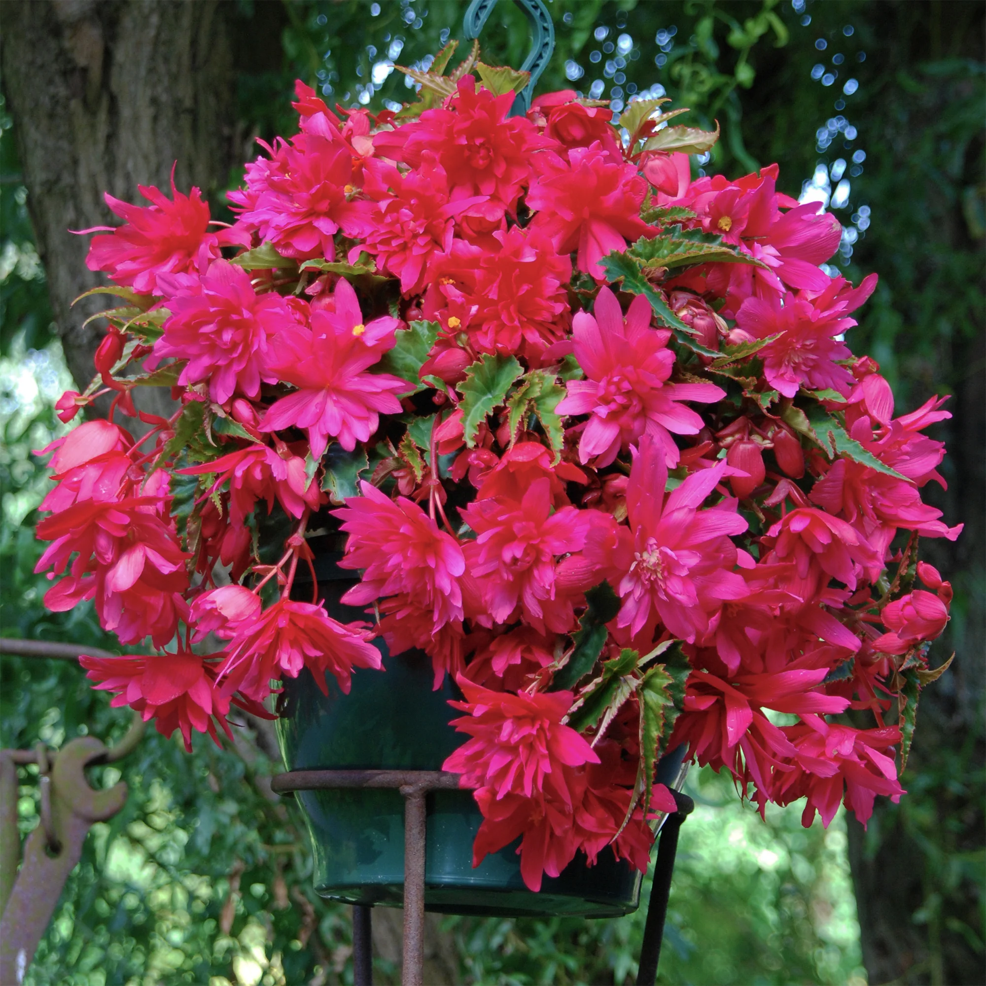 Hänge-Begonie rosa (x5) - Image 2