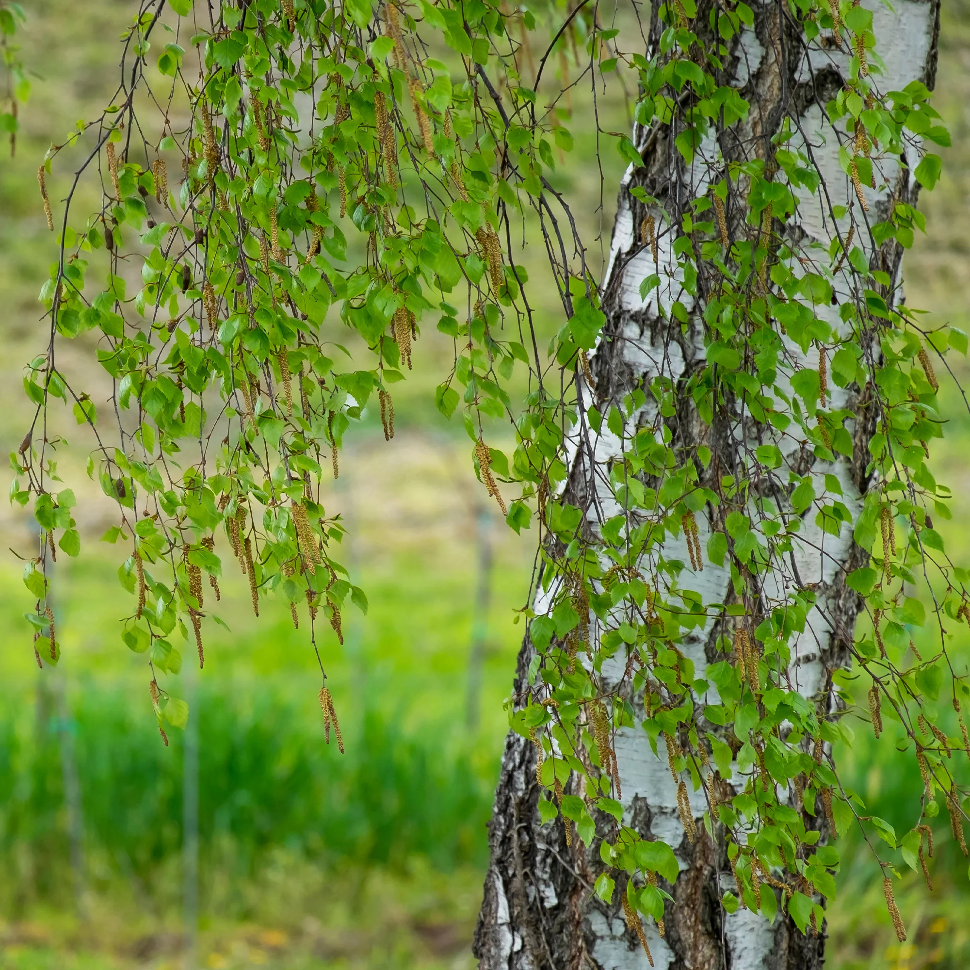 Hänge-Birke - Image 4