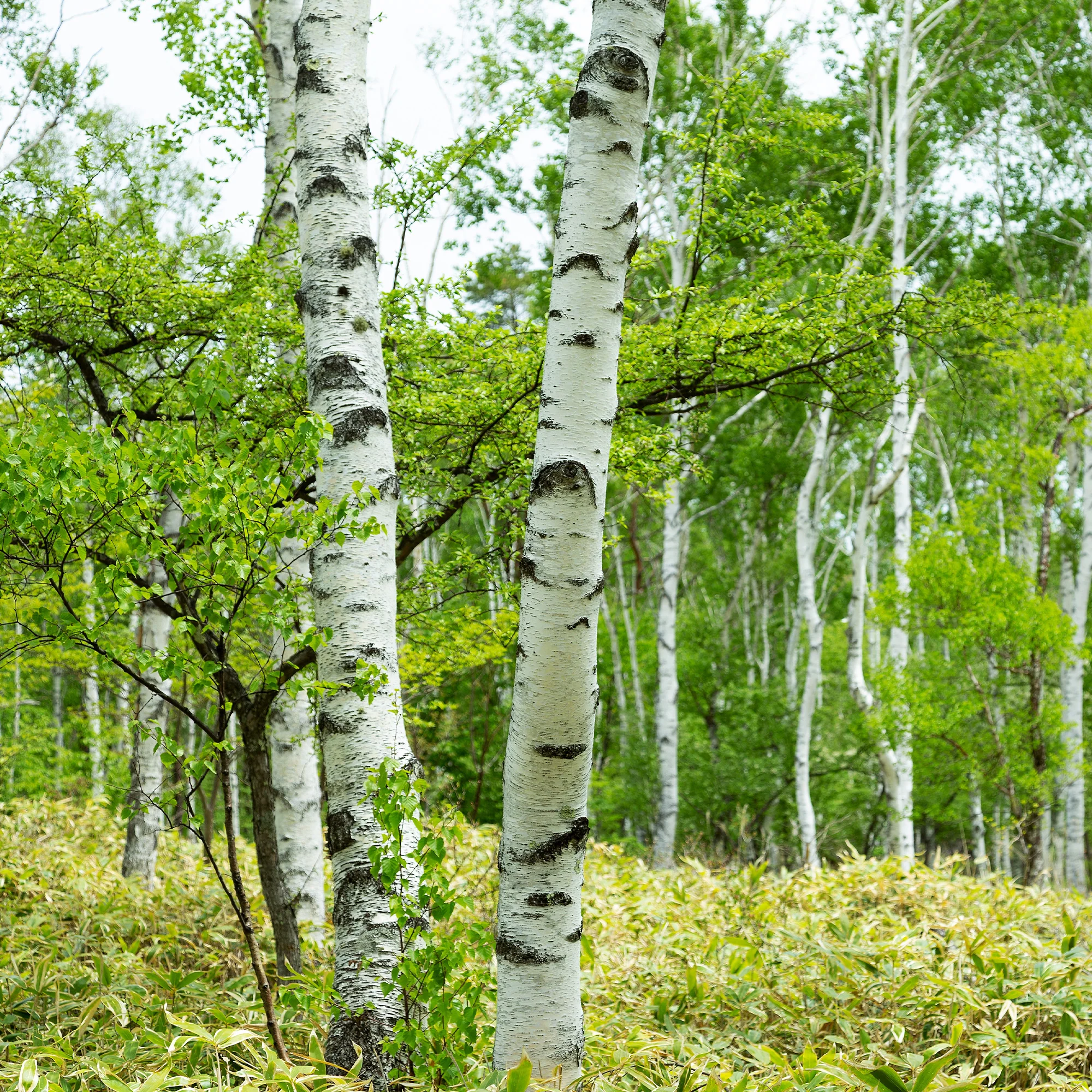 Hänge-Birke - Image 5