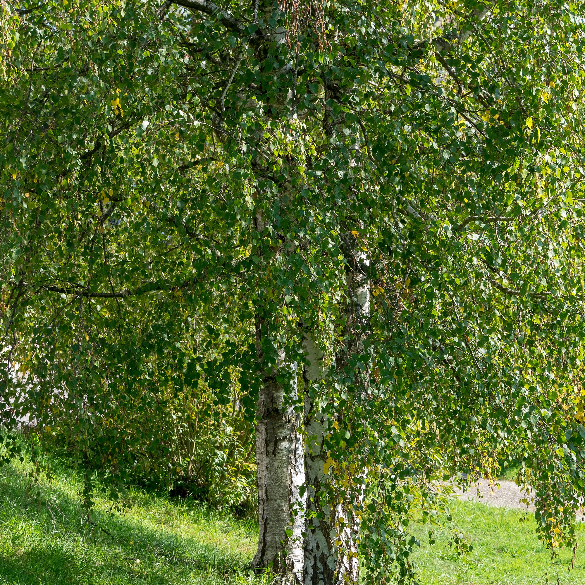 Hänge-Birke - Image 6