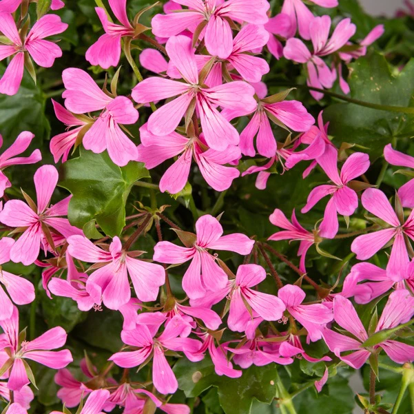 Hängegeranie rosa - Image 4