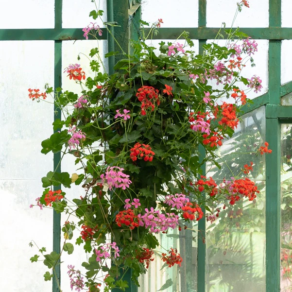 Hängegeranie rosa - Image 5