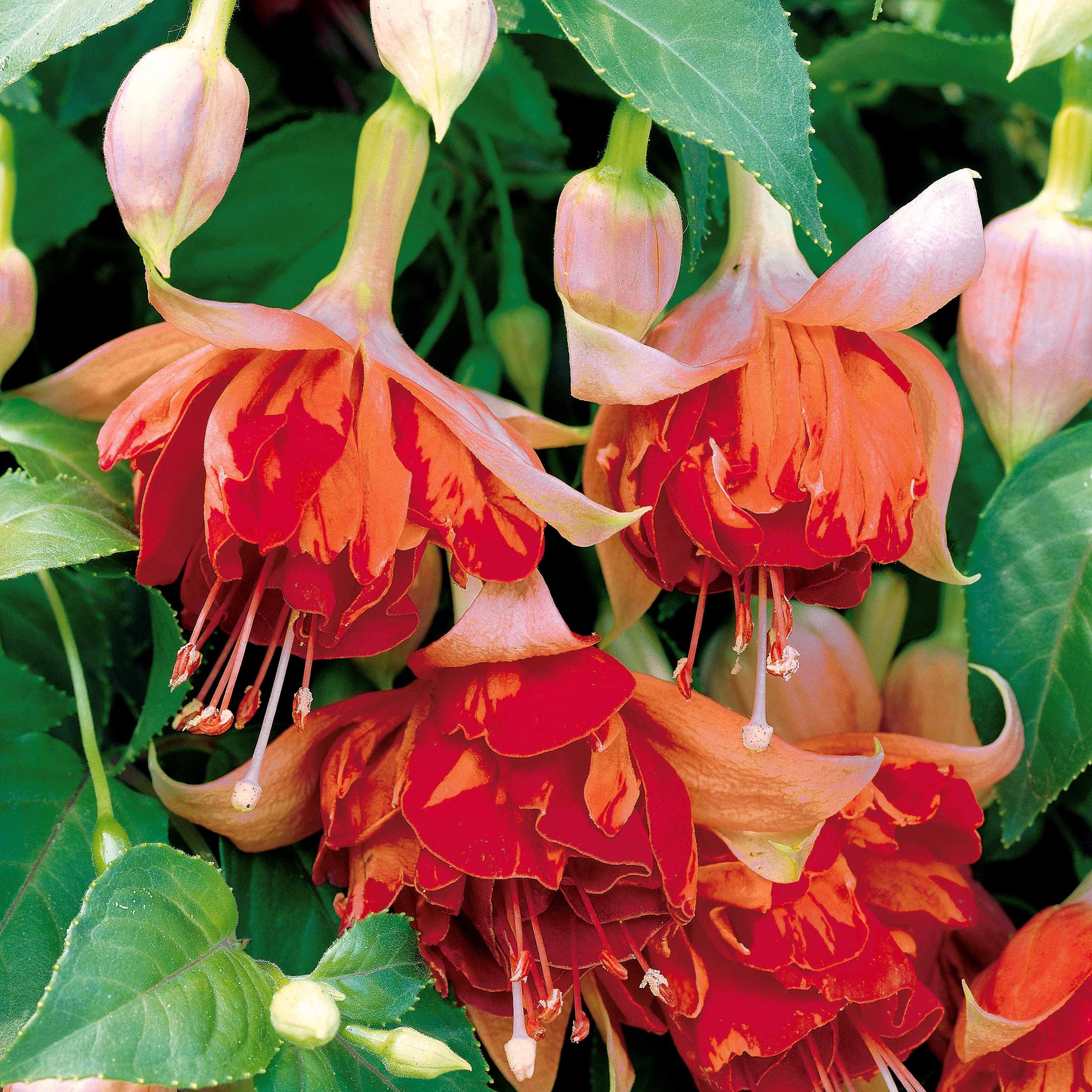 Hängende Fuchsien Bicentennial (x3) - Image 2