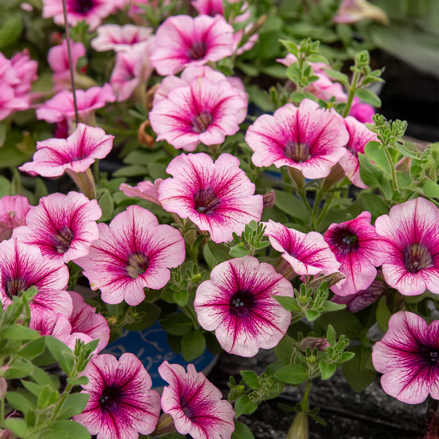 Hängepetunie rosa (x3) - Image 3