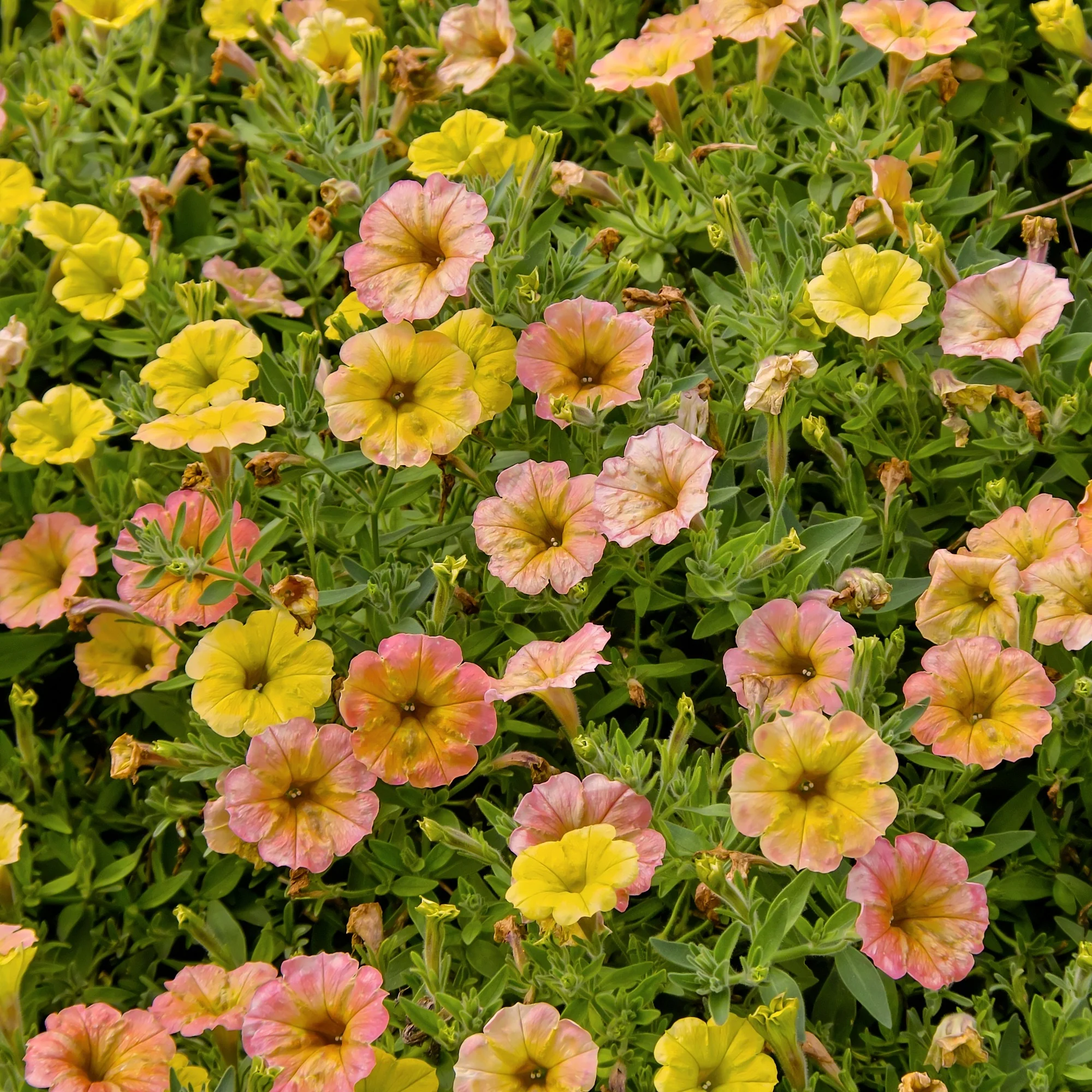 Hängepetunien 'Indian Summer' (x3) - Image 3