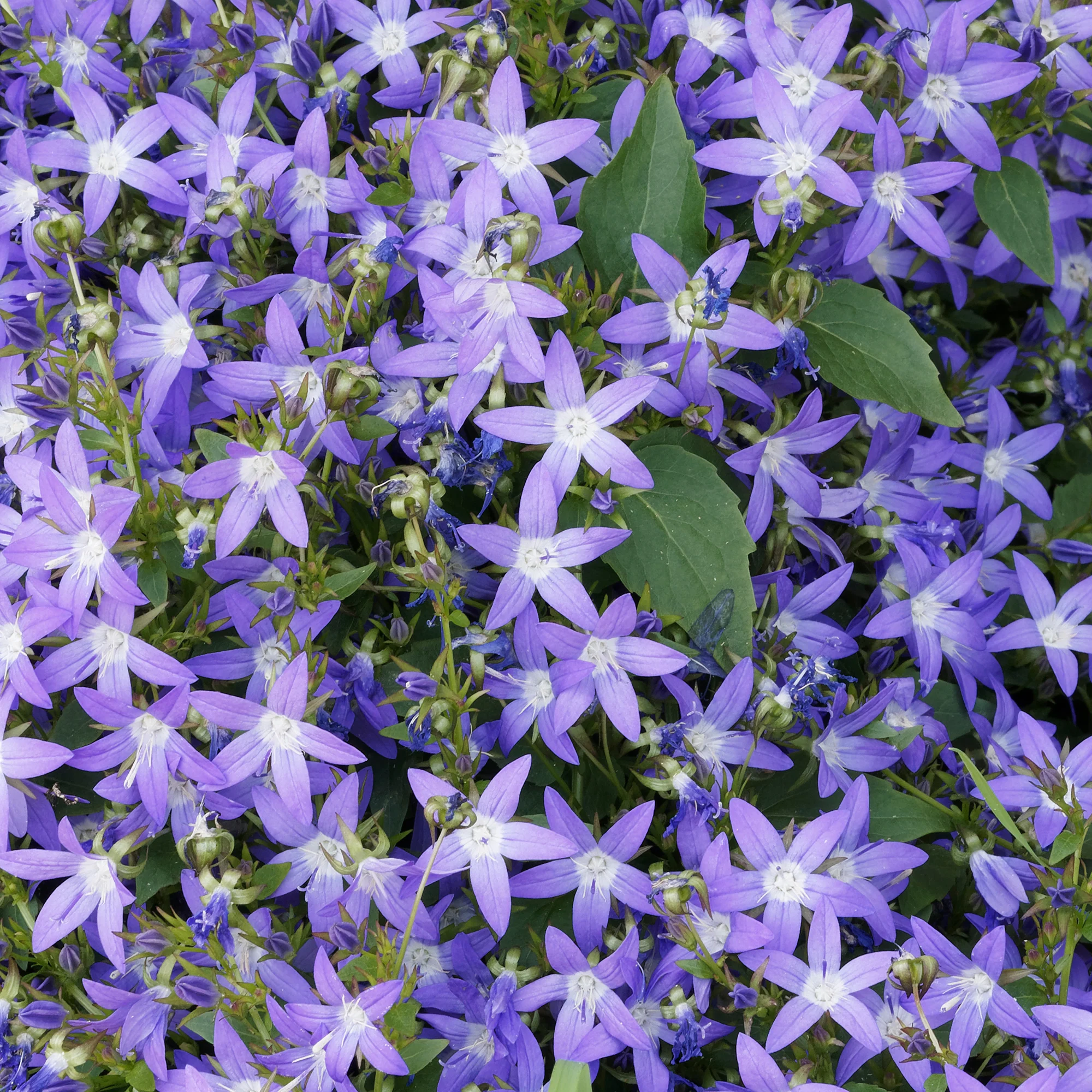 Hängepolster-Glockenblume - Image 4