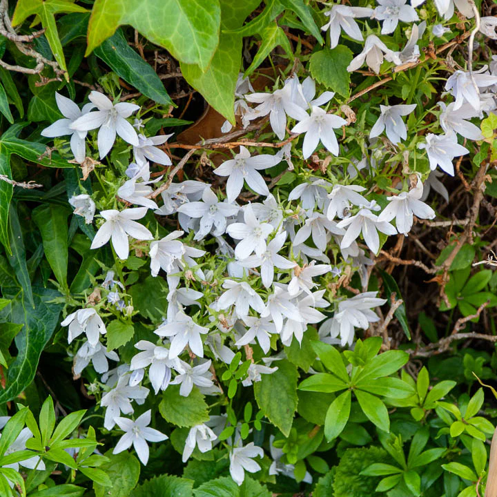 Hängepolster-Glockenblume 'E.H.Frost' - Image 2