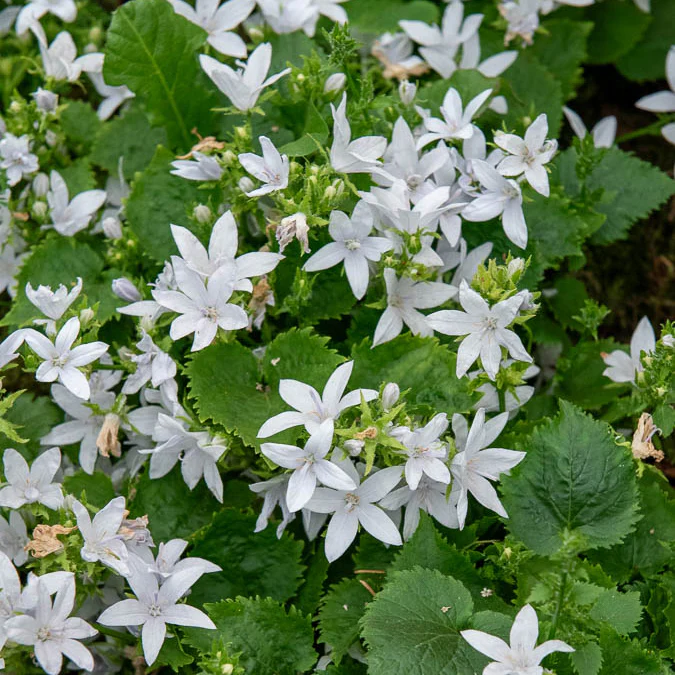 Hängepolster-Glockenblume 'E.H.Frost' - Image 3