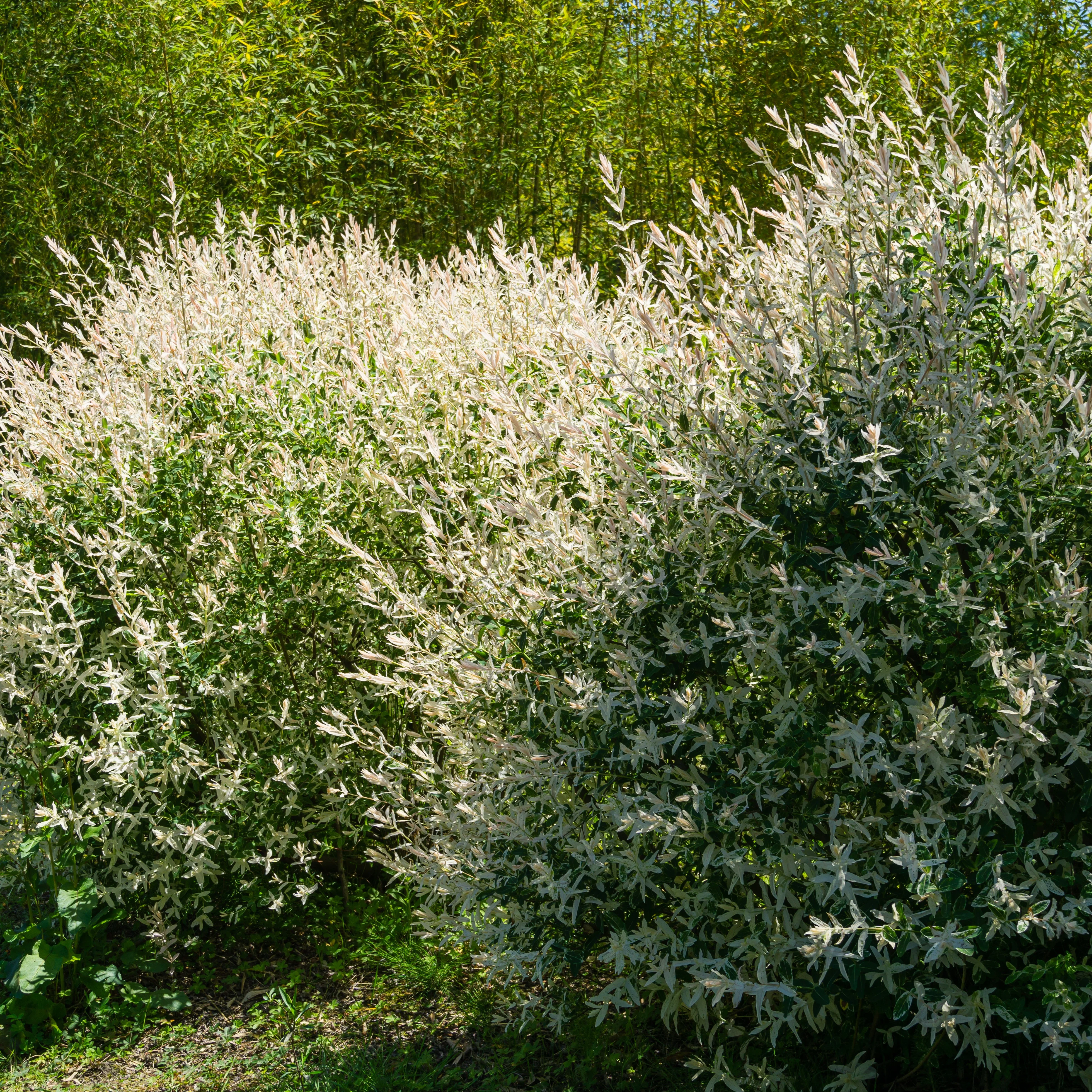 Harlekinweide - Hecke von 3 m Länge (x3) - Image 5