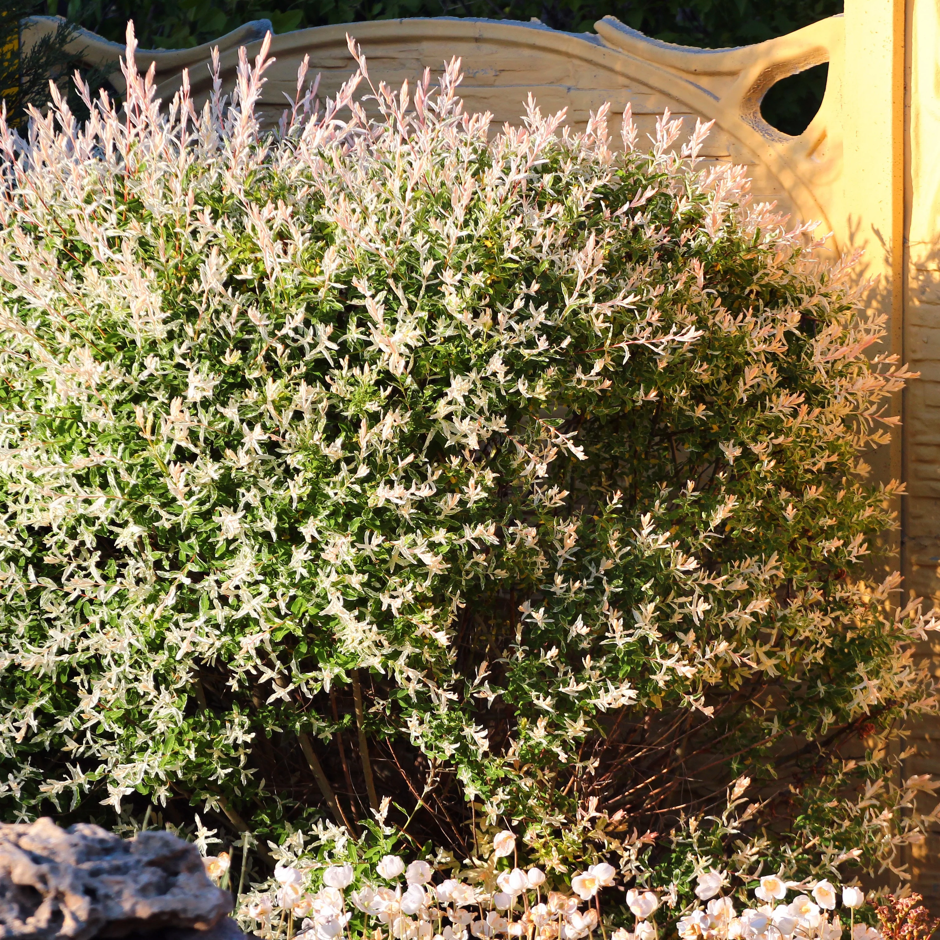 Harlekinweide - Hecke von 3 m Länge (x3) - Image 6