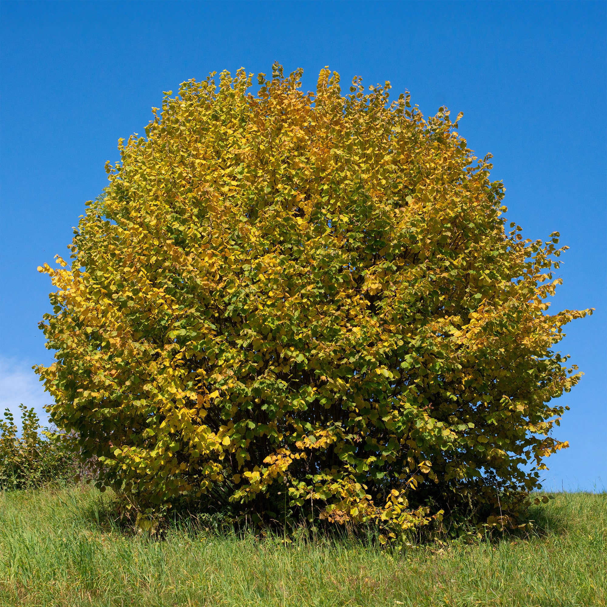 Haselnuss - Image 3