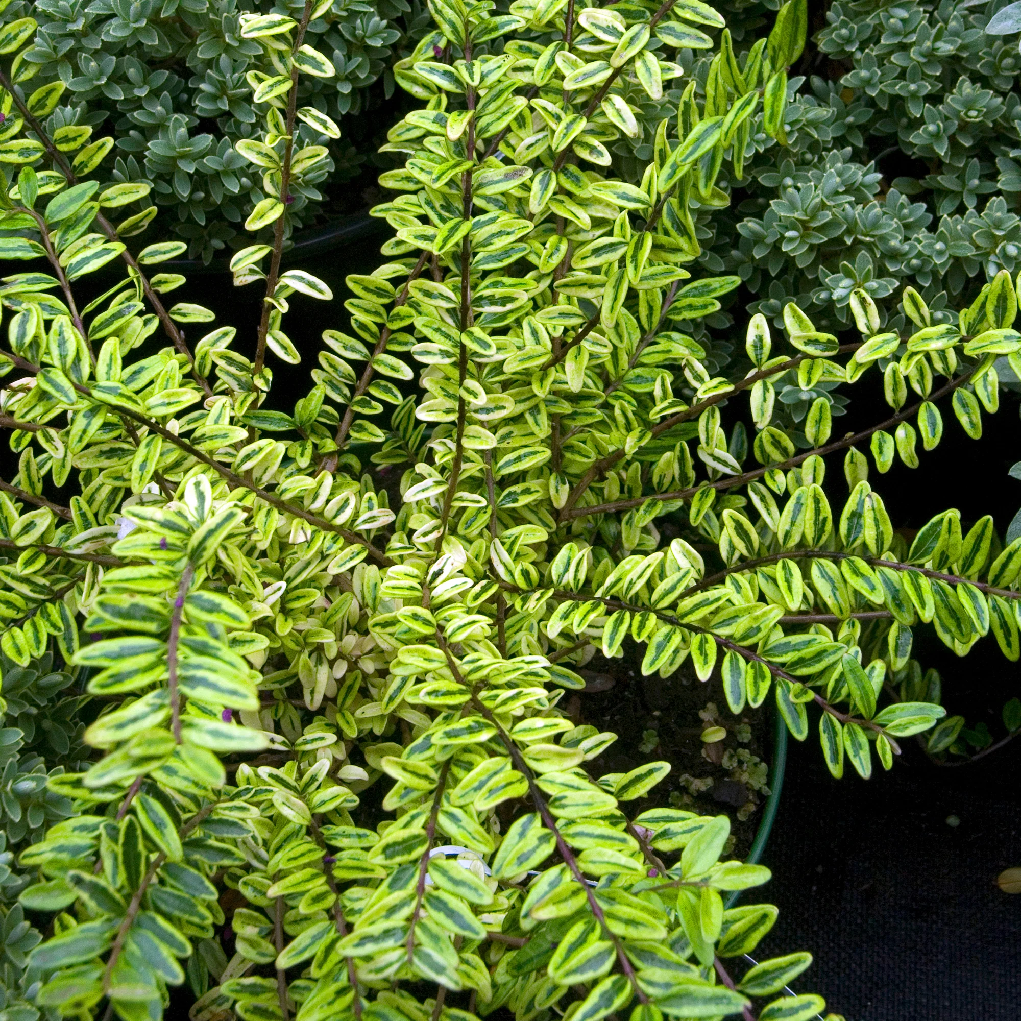 Heckenmyrte 'Lemon Beauty' - Image 3