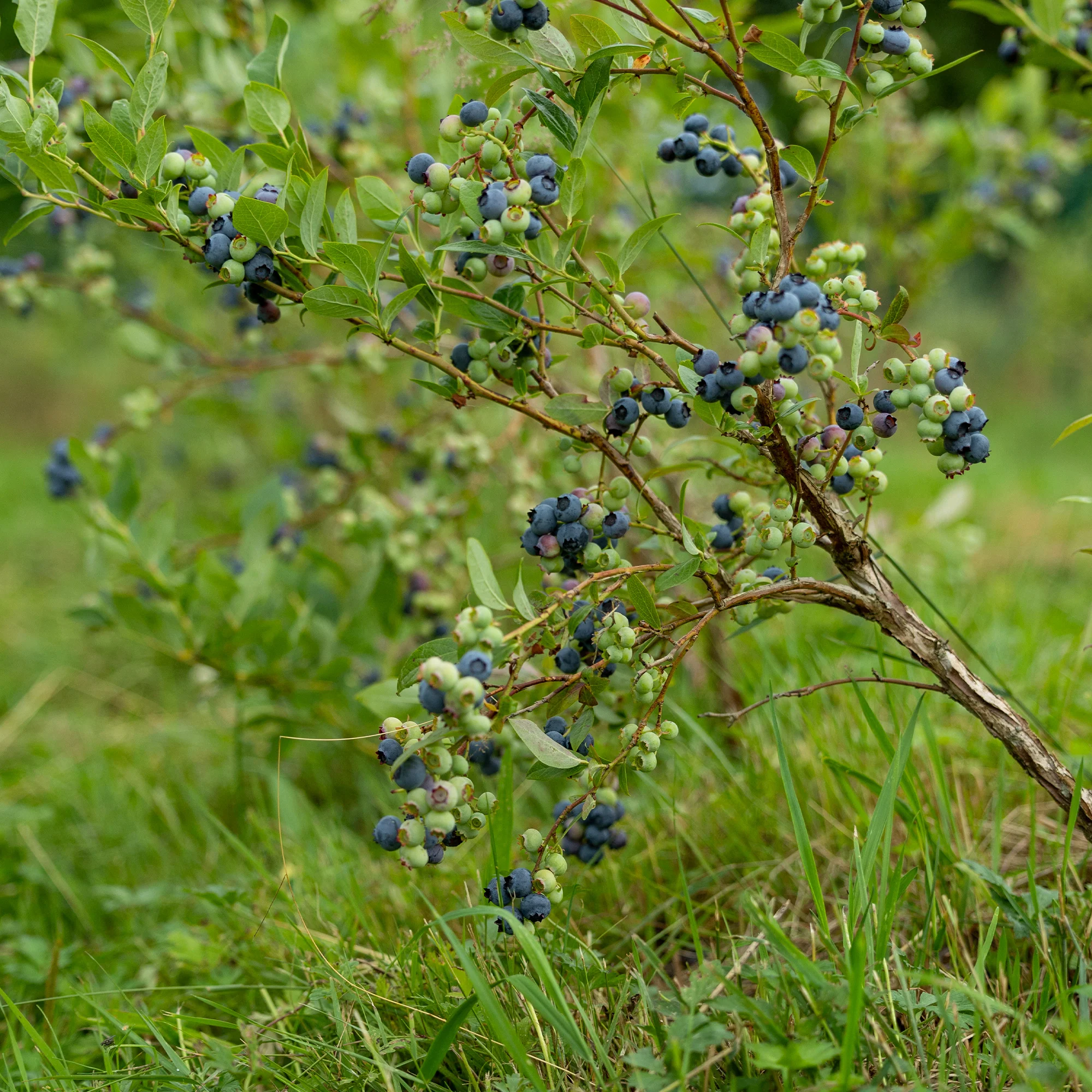 Heidelbeere Vitaminos - Image 5