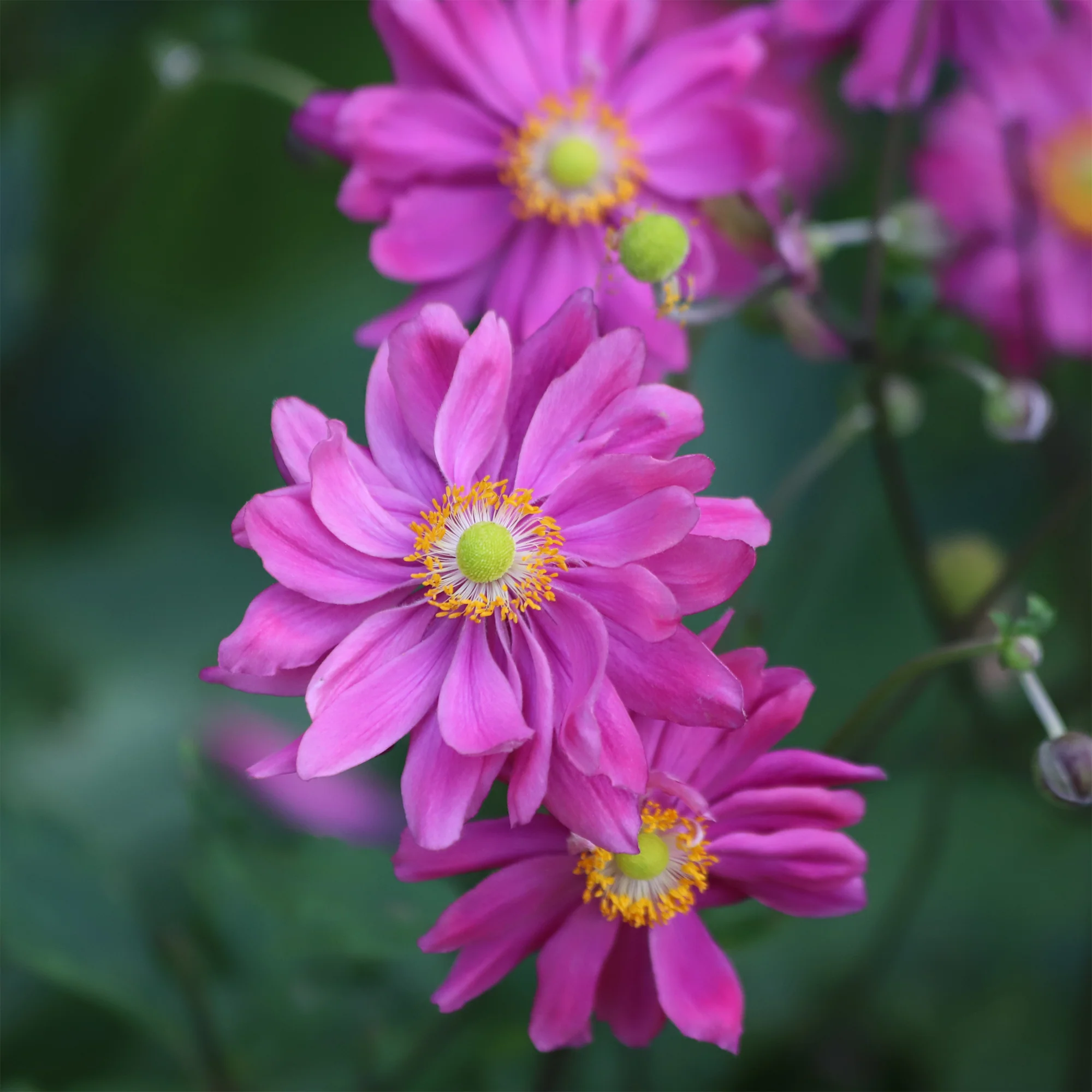 Herbst-Anemone - Image 3
