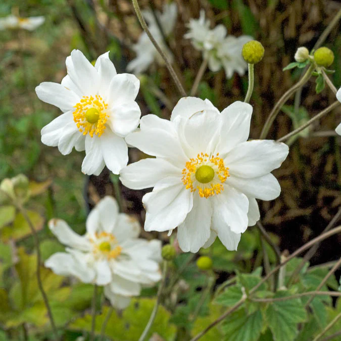 Herbst-Anemone ‘Whirlwind’ - Image 3