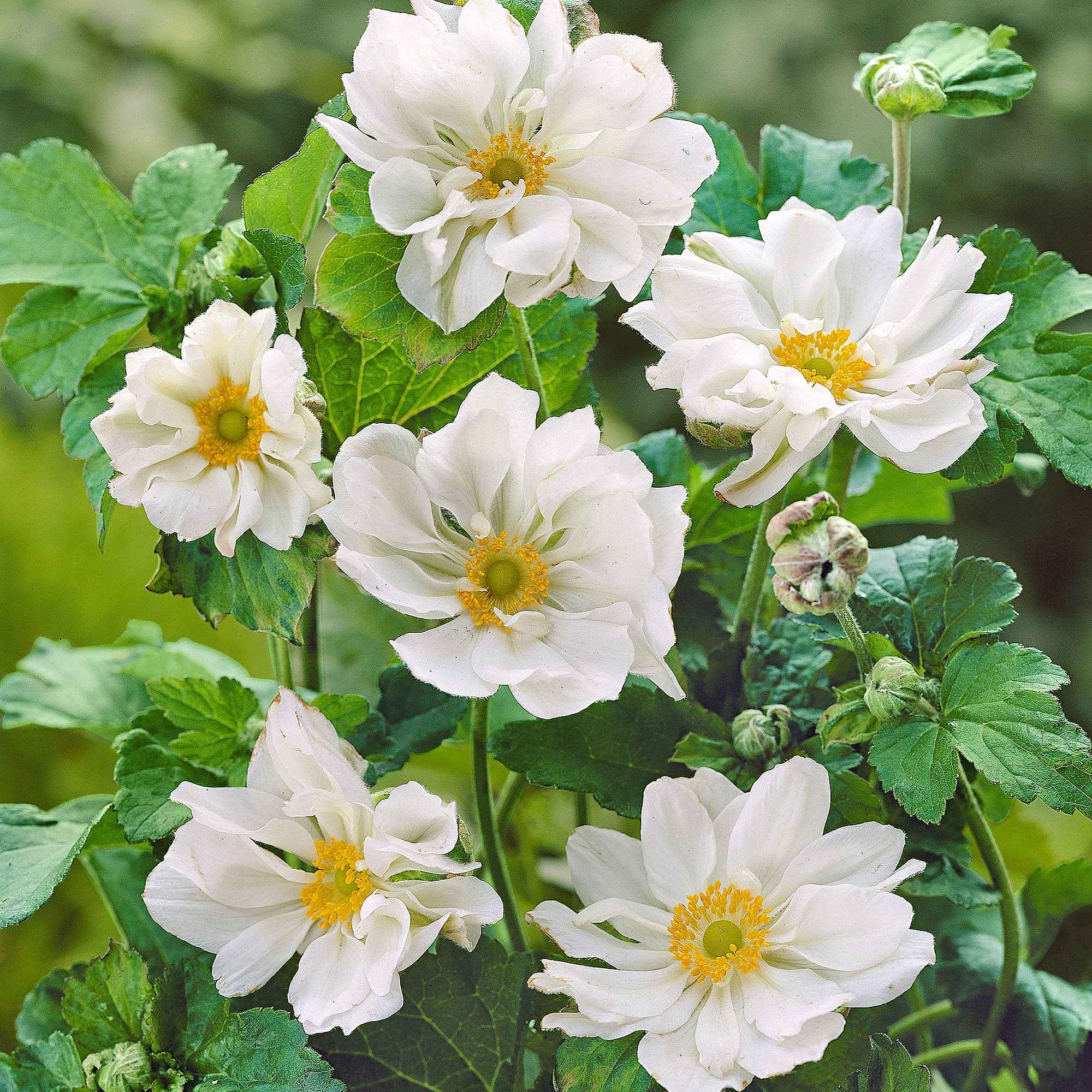 Herbst-Anemone ‘Whirlwind’ - Image 4