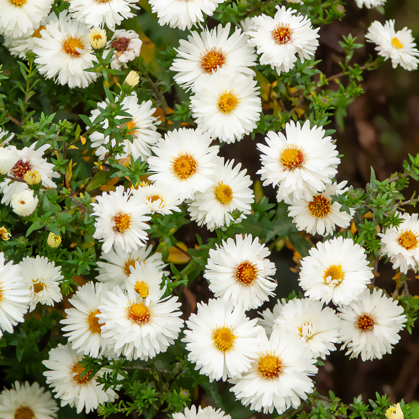 Herbst-Aster ‘White Lady’ - Image 2