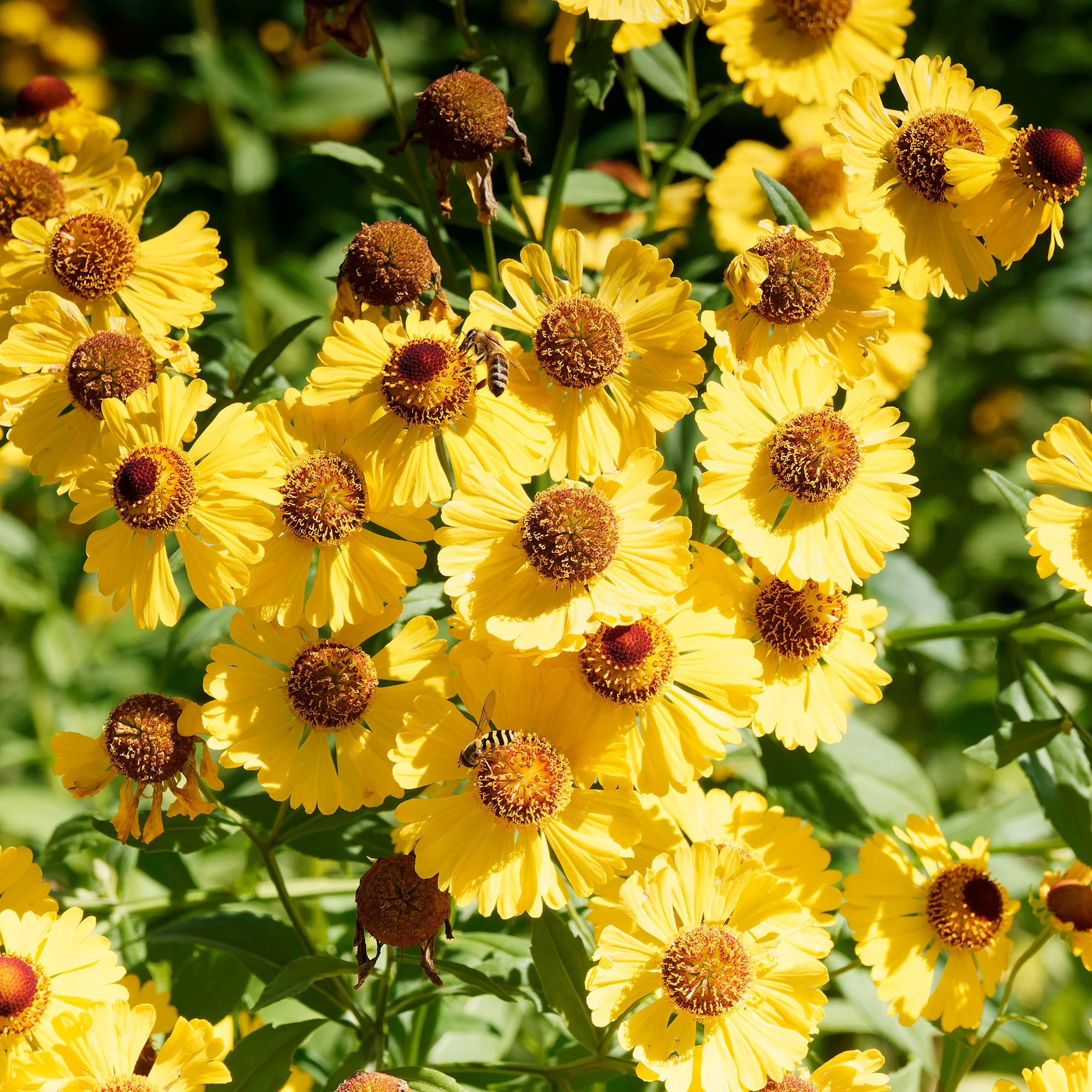 Herbst-Sonnenbraut Pumilum Magnificum - Image 3