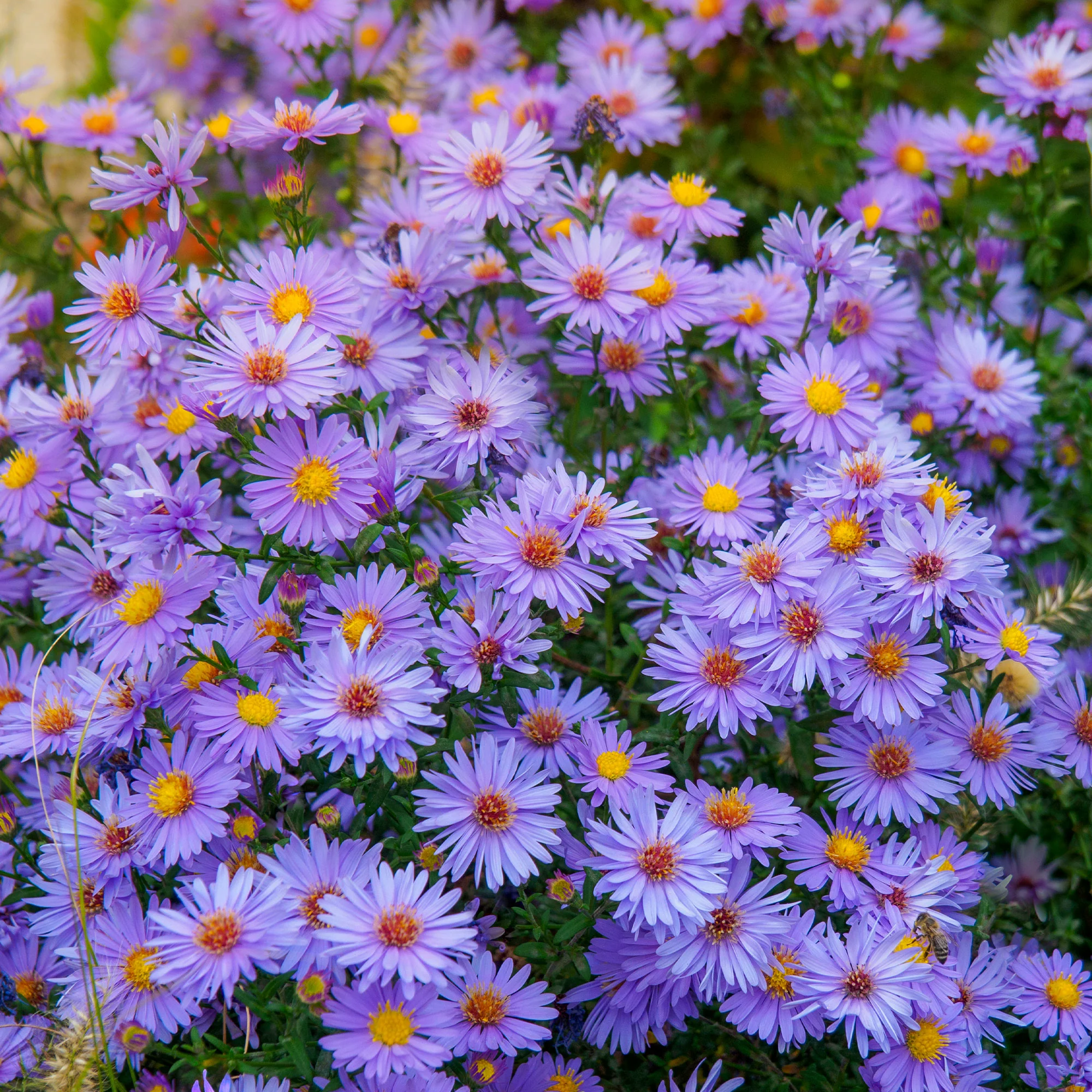 Herbstastern ‘Wood’s Light Blue’ (x3) - Image 3
