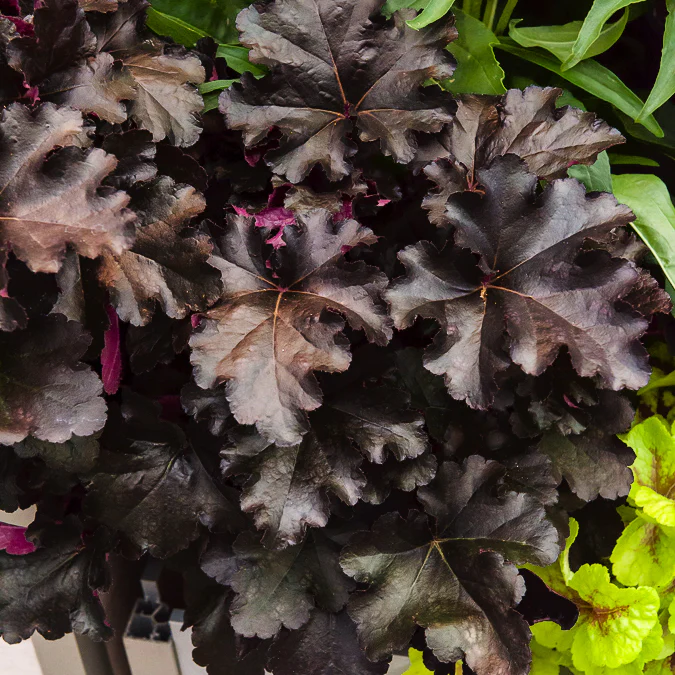 Heuchera Black Pearl - Image 2