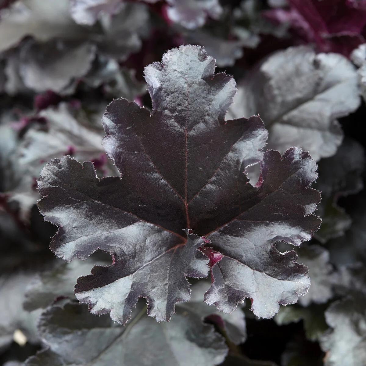 Heuchera Black Pearl - Image 3