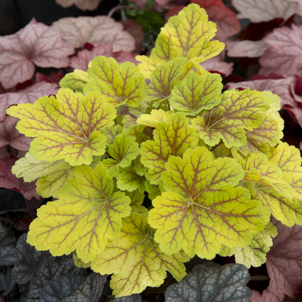 Heuchera Electra
