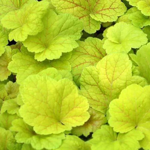 Heuchera Electric Lime