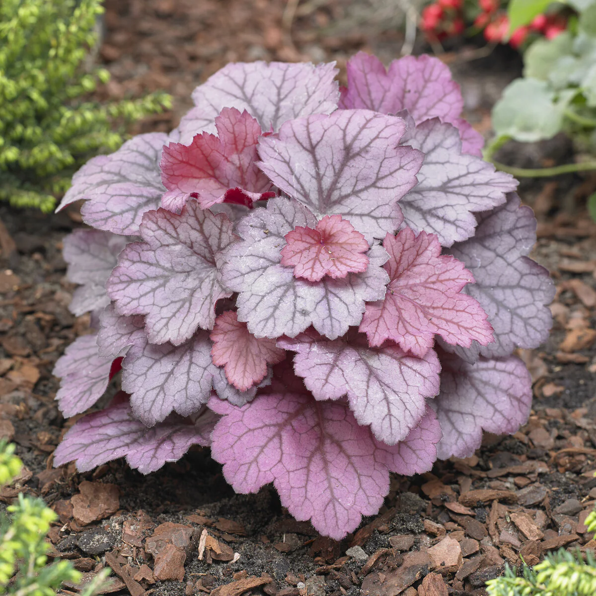 Heuchera Georgia Plum