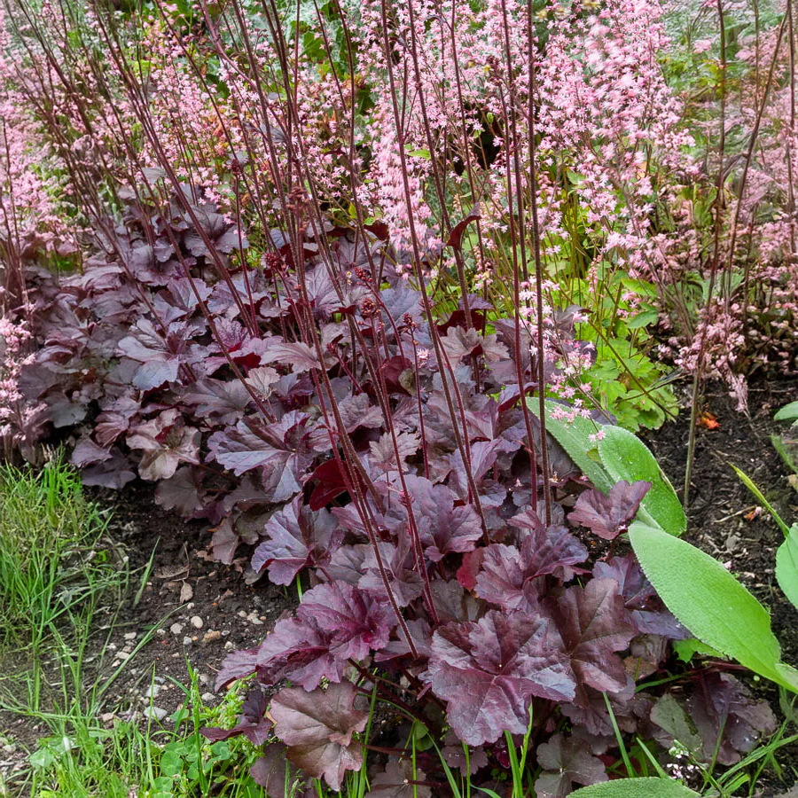 Heuchera Obsidian