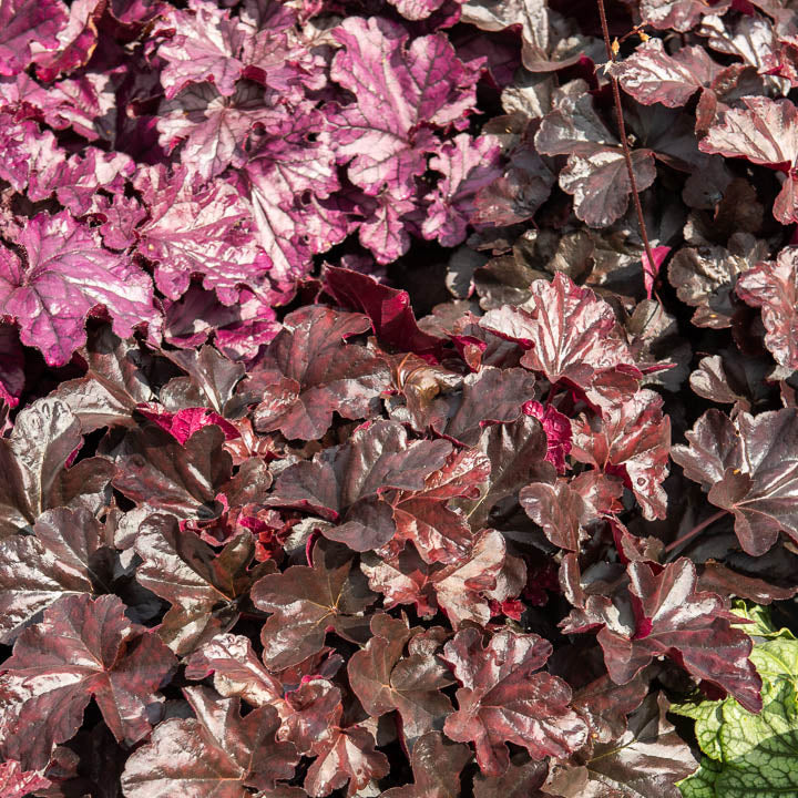 Heuchera Obsidian - Image 2