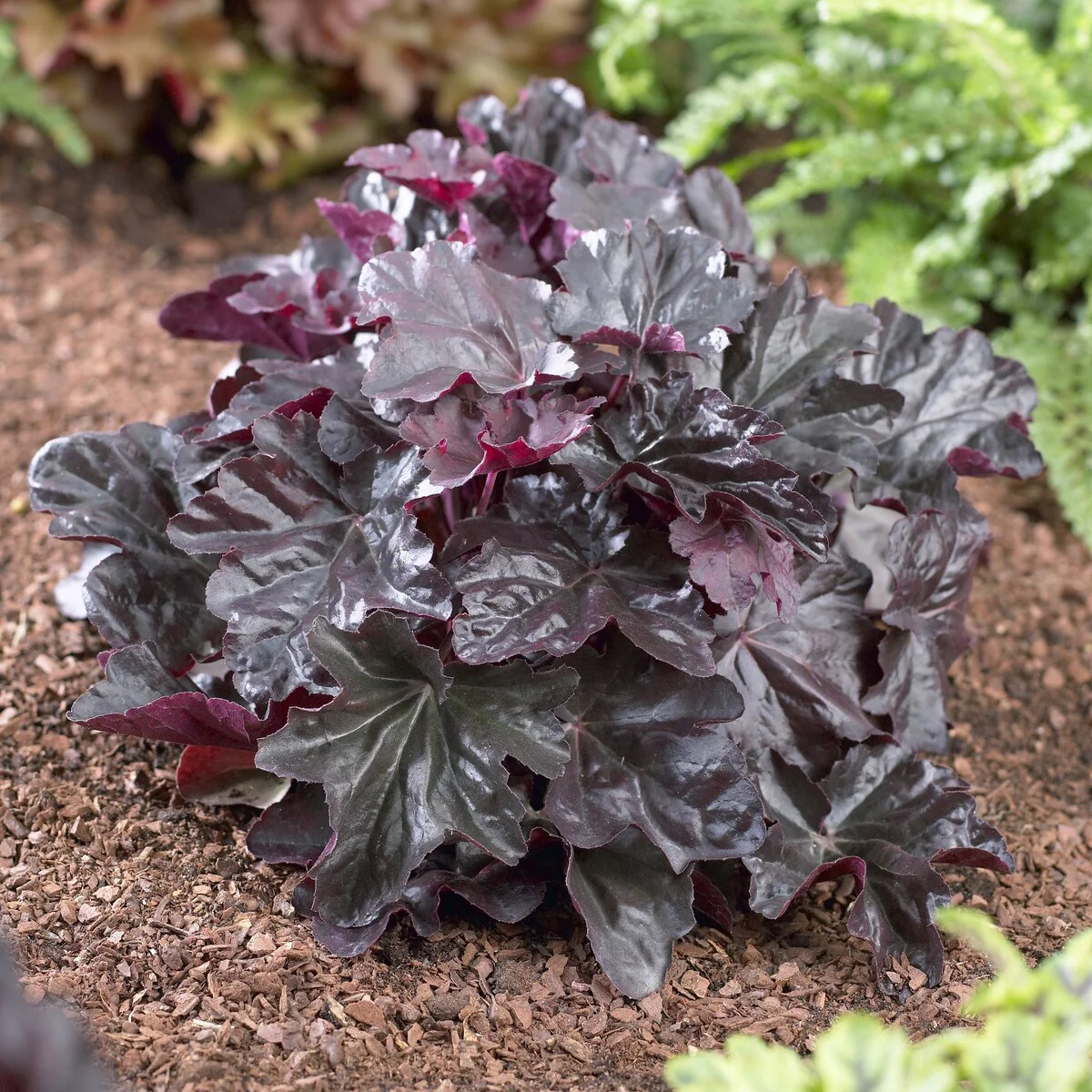 Heuchera Obsidian - Image 3