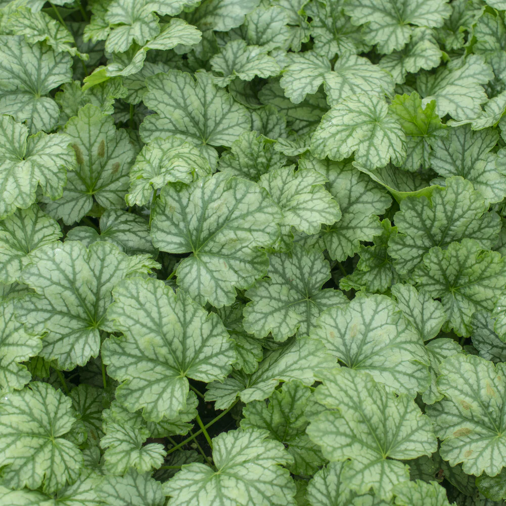 Heuchera Paris - Image 3