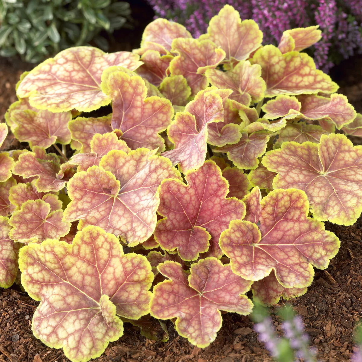 Heuchera Tiramisu - Image 3