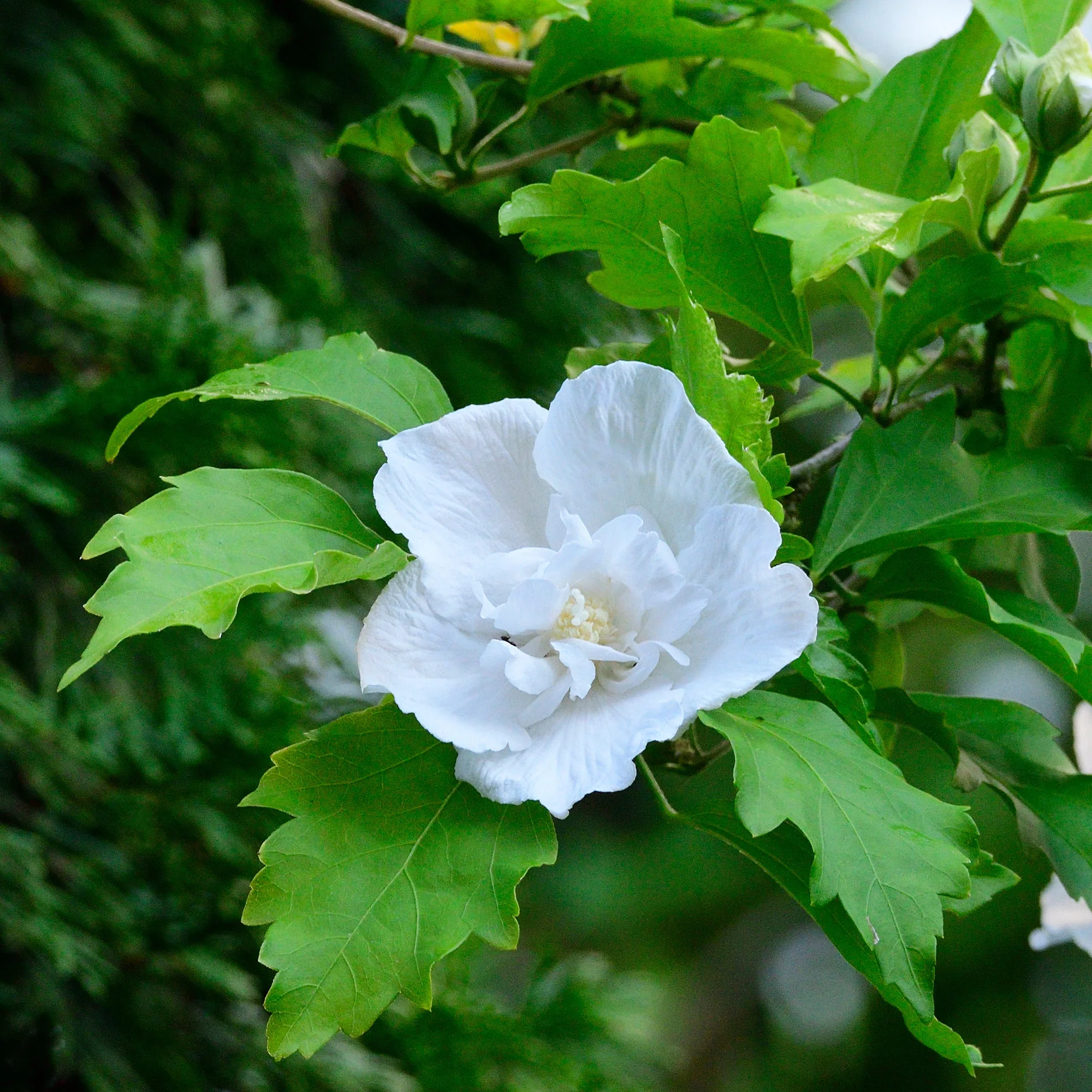 Hibiskus Flower Tower White® - Image 2