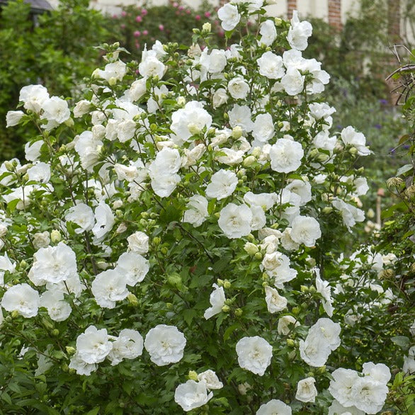 Hibiskus White Chiffon - Image 3