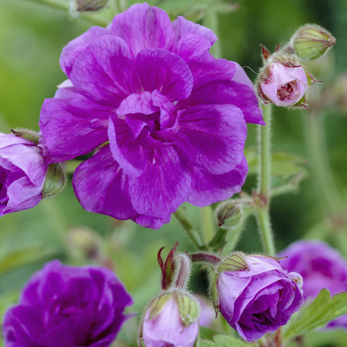 Himalaya-Geranie mit gefüllten Blüten