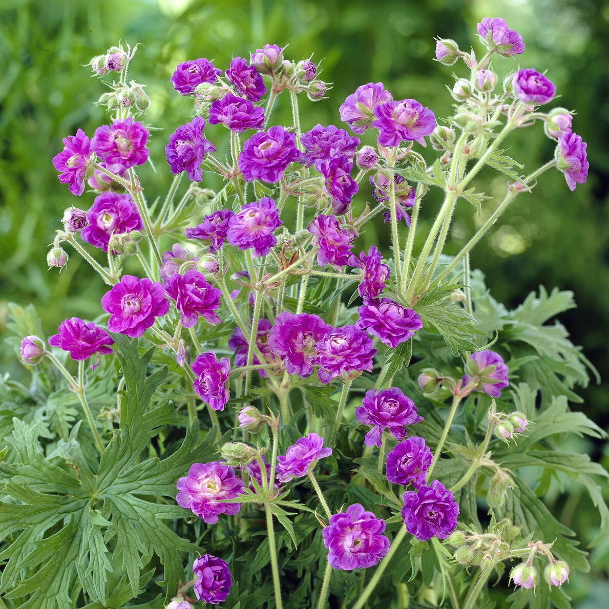 Himalaya-Geranie mit gefüllten Blüten - Image 2