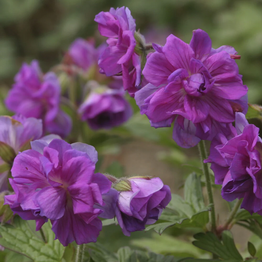 Himalaya-Geranie mit gefüllten Blüten - Image 3