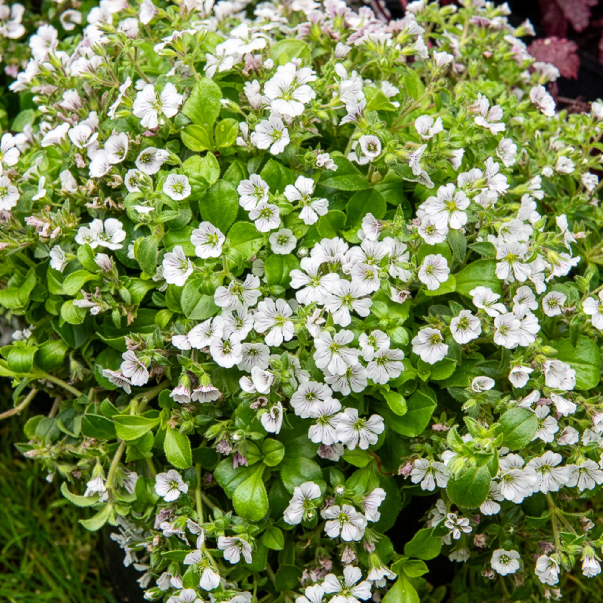 Himalaya-Schleierkraut - Image 8