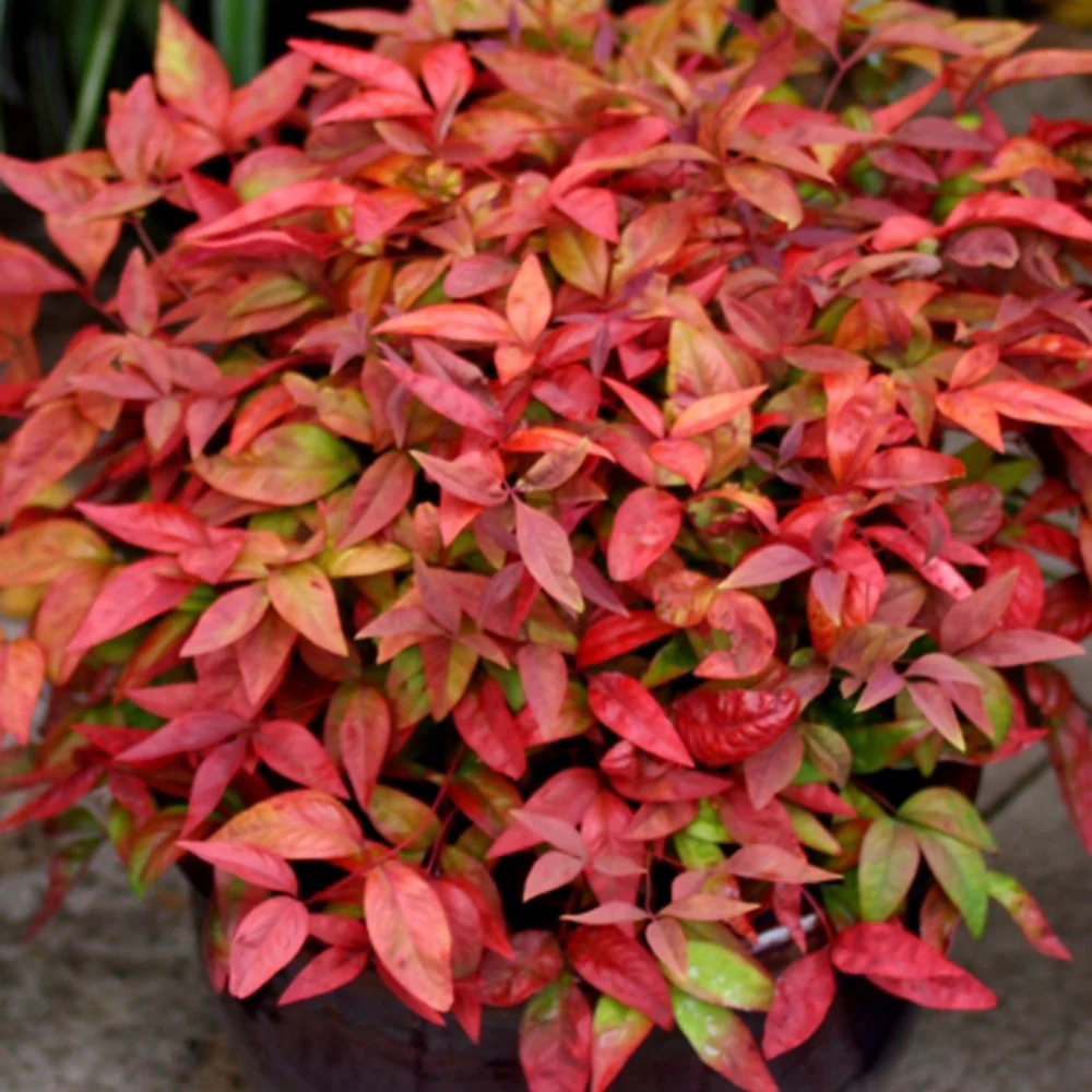 Himmelsbambus 'Blush Pink' - Image 3