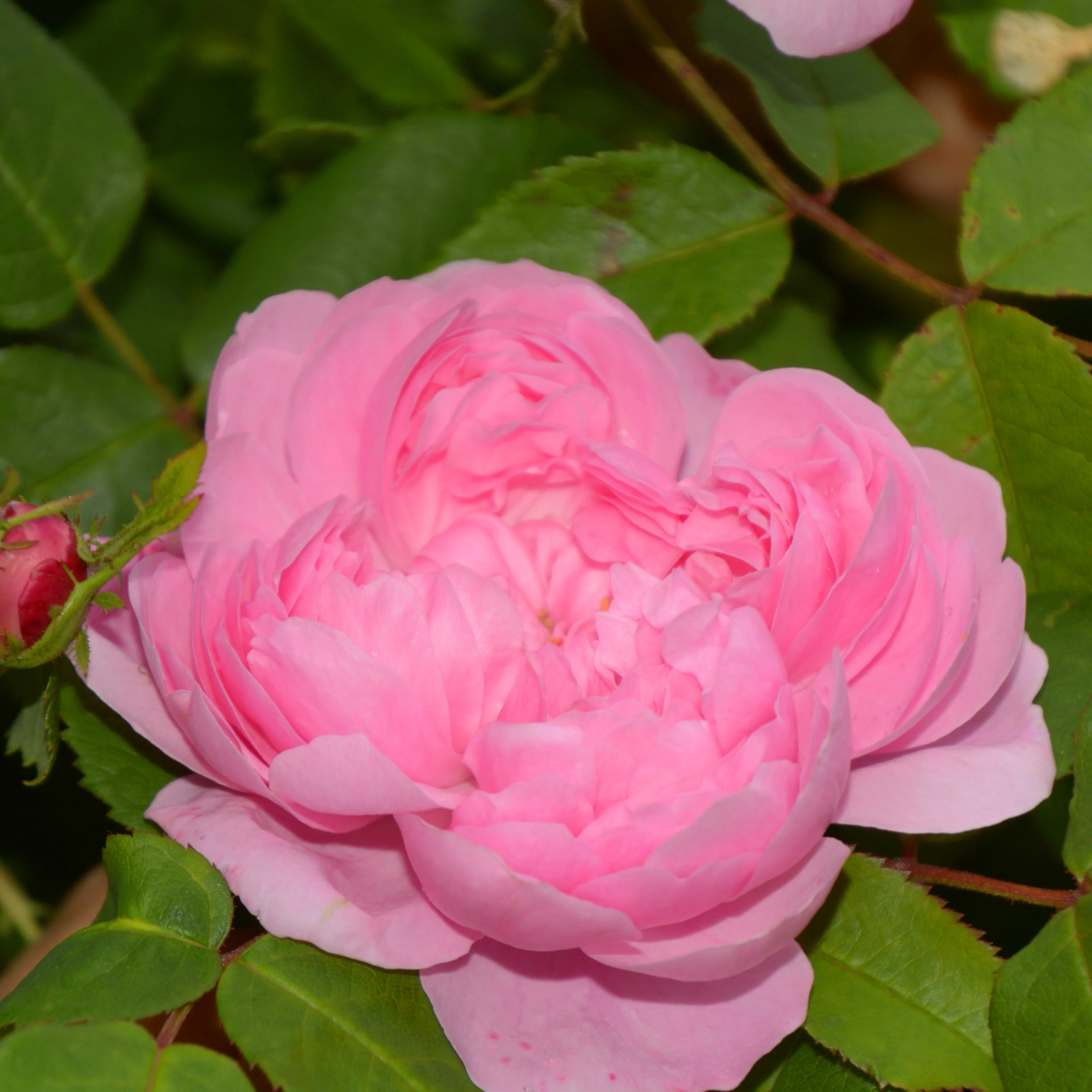 Historische Rose ‘Comte de Chambord’ - Image 3