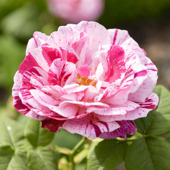 Historische Rose Ferdinand Pichard (Bourbon) - Image 3