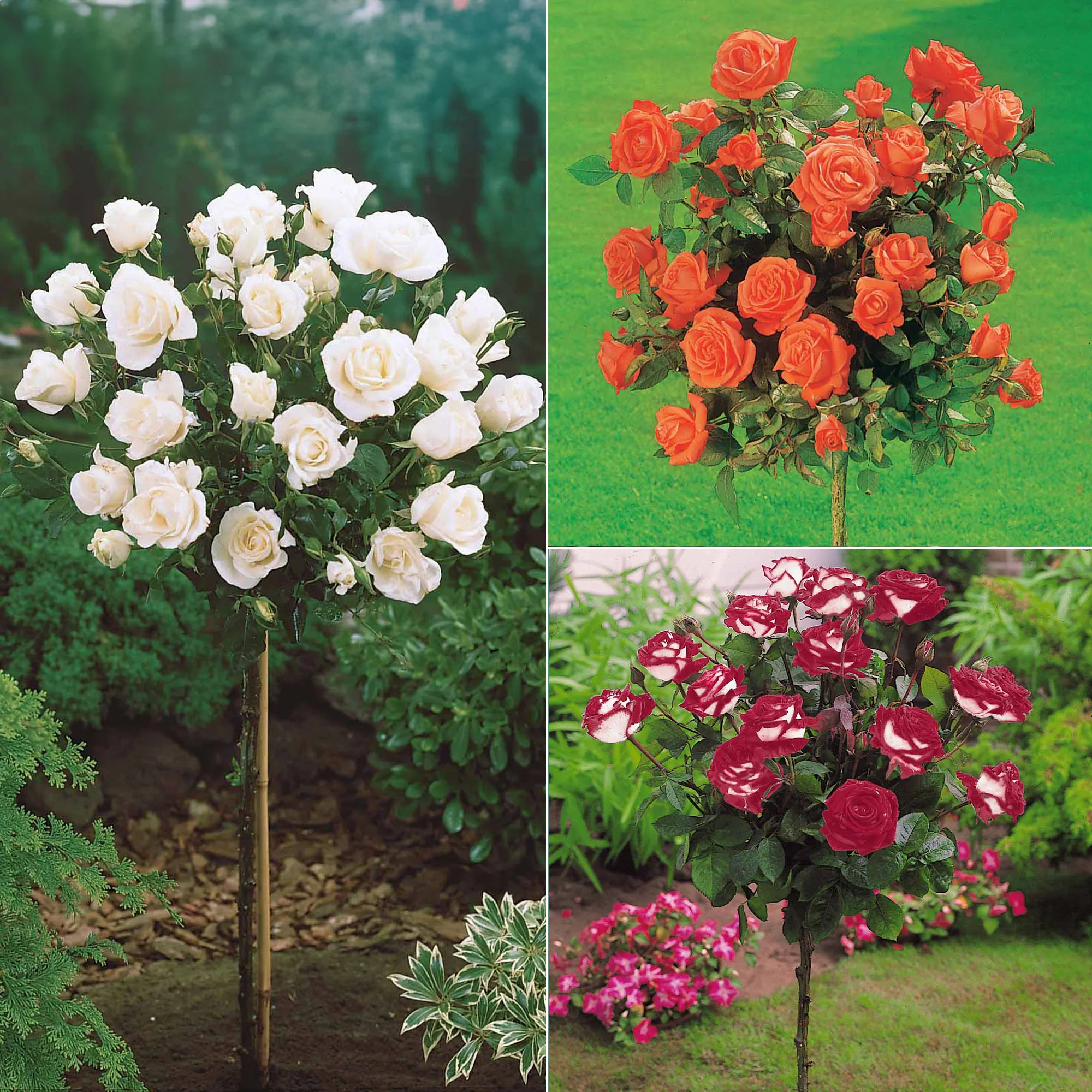 Hochstammrosen-Kollektion 'Ramona', 'Korbin', 'Osiria' (x3) - Image 2