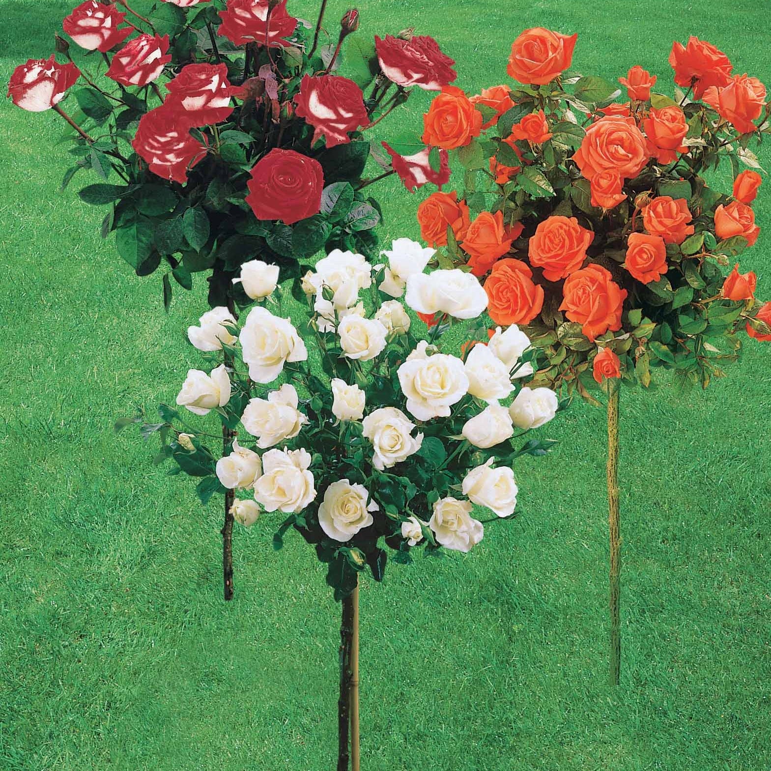 Hochstammrosen-Kollektion 'Ramona', 'Korbin', 'Osiria' (x3) - Image 6