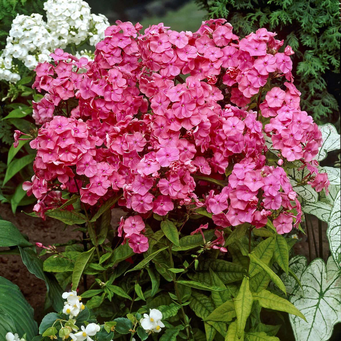 Hohe Flammenblume 'Rijnstroom'