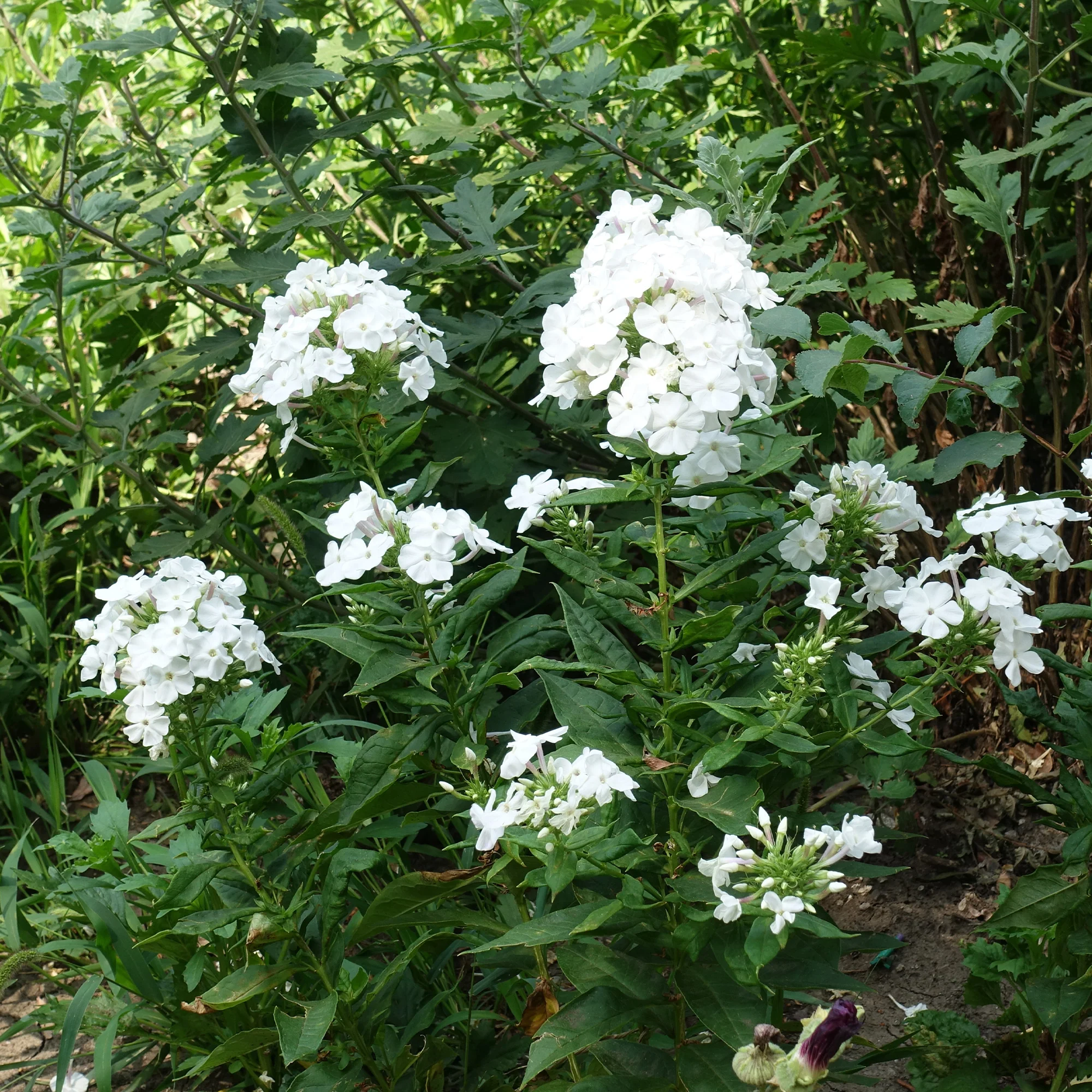 Hohe Flammenblume 'White Admiral'