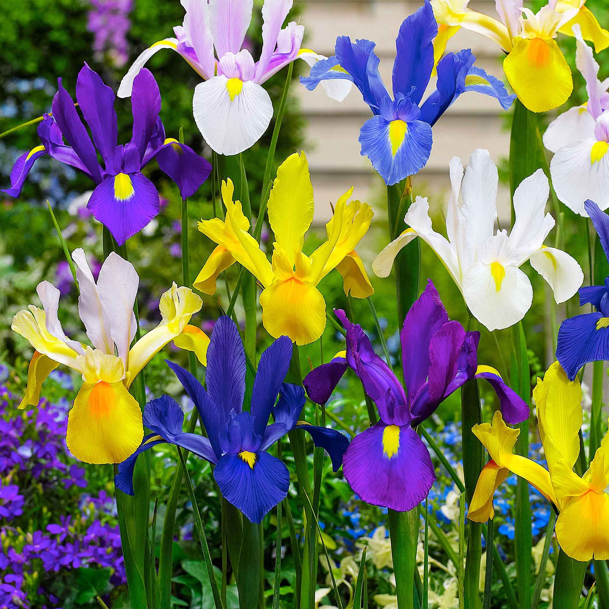Holländische Iris Mischung 'Dutch Garden' (x50)