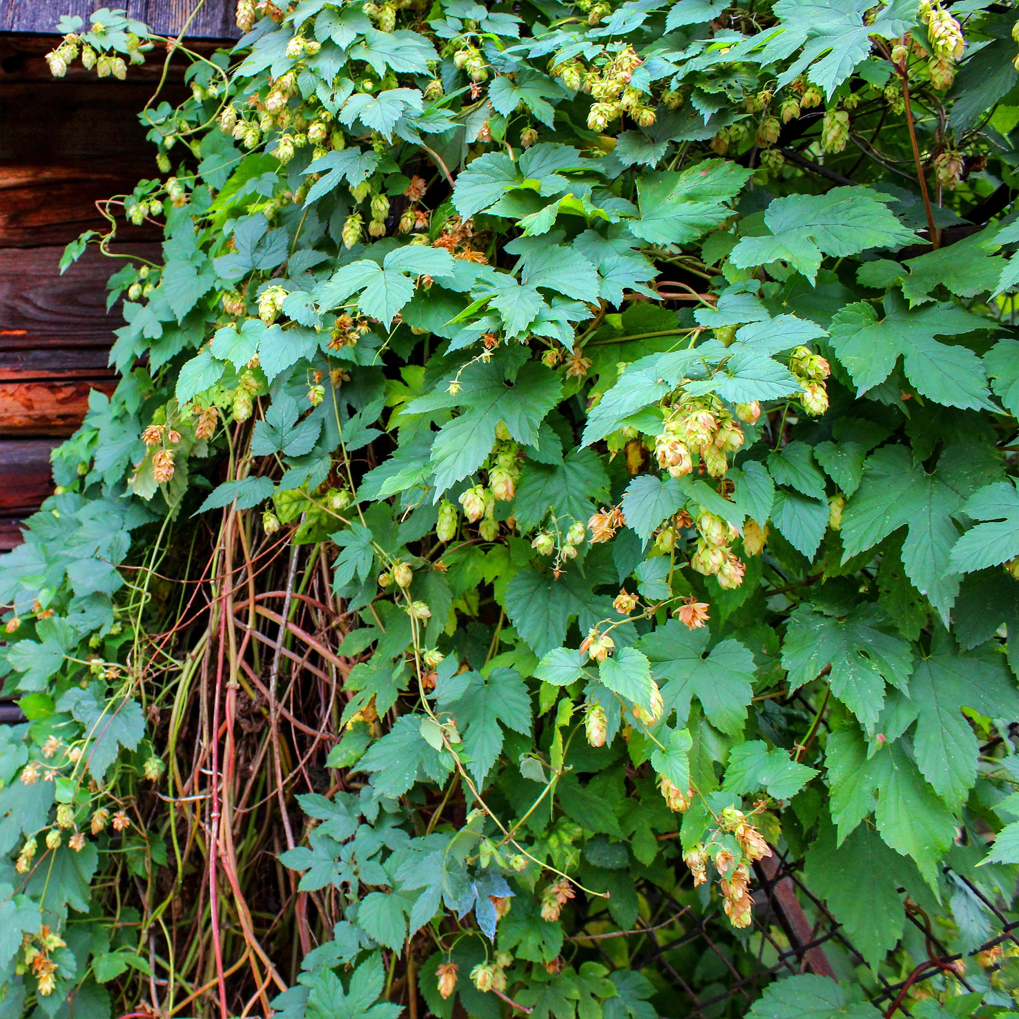 Hopfen - Image 3